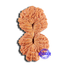 Load image into Gallery viewer, 20 Mukhi Ganesha + Gaurishank Indonesian Rudraksha - Bead 87