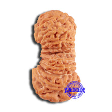 Load image into Gallery viewer, 20 Mukhi Ganesha + Gaurishank Indonesian Rudraksha - Bead 87