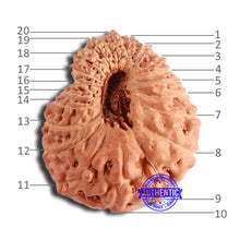 Load image into Gallery viewer, 20 Mukhi Indonesian Rudraksha - Bead 88