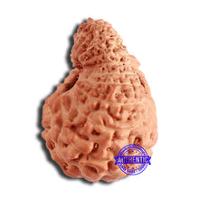 Load image into Gallery viewer, 20 Mukhi Indonesian Rudraksha - Bead 88