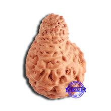Load image into Gallery viewer, 20 Mukhi Indonesian Rudraksha - Bead 88