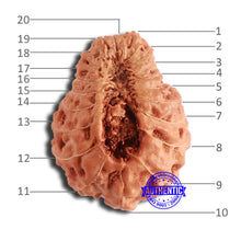 Load image into Gallery viewer, 20 Mukhi Indonesian Rudraksha - Bead 89