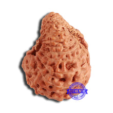 Load image into Gallery viewer, 20 Mukhi Indonesian Rudraksha - Bead 89