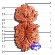 Load image into Gallery viewer, 20 Mukhi Indonesian Gaurishankar Rudraksha - Bead 80