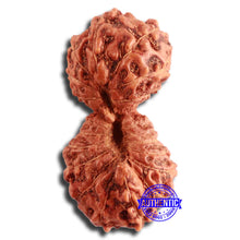 Load image into Gallery viewer, 20 Mukhi Indonesian Gaurishankar Rudraksha - Bead 76