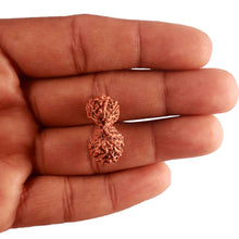 Load image into Gallery viewer, 20 Mukhi Indonesian Gaurishankar Rudraksha - Bead 76