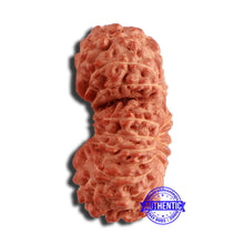 Load image into Gallery viewer, 20 Mukhi Indonesian Gaurishankar Rudraksha - Bead 80