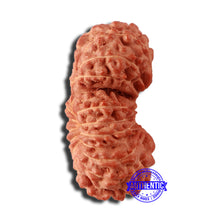 Load image into Gallery viewer, 20 Mukhi Indonesian Gaurishankar Rudraksha - Bead 80
