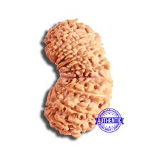 Load image into Gallery viewer, 20 Mukhi Gaurishankar Nepalese Rudraksha - Bead No 9