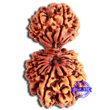 Load image into Gallery viewer, 20 Mukhi Gaurishankar Nepalese Rudraksha - Bead No 7