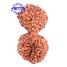 Load image into Gallery viewer, 21 Mukhi Indonesian Gaurishankar Rudraksha - Bead 74