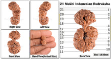 Load image into Gallery viewer, 21 Mukhi Indonesian Gaurishankar Rudraksha - Bead 68
