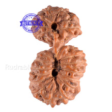 Load image into Gallery viewer, 21 Mukhi Indonesian Gaurishankar Rudraksha - Bead 68