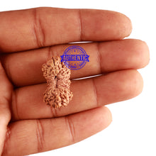 Load image into Gallery viewer, 21 Mukhi Indonesian Rudraksha - Bead No. 114