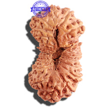 Load image into Gallery viewer, 21 Mukhi Indonesian Rudraksha - Bead No. 114