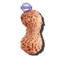 Load image into Gallery viewer, 21 Mukhi Indonesian Rudraksha - Bead No. 114