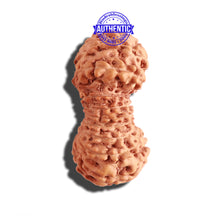 Load image into Gallery viewer, 21 Mukhi Indonesian Rudraksha - Bead No. 114