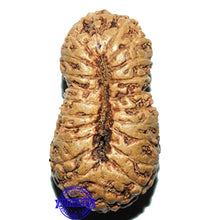 Load image into Gallery viewer, 21 Mukhi Indonesian Rudraksha - Bead No. 48