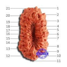 Load image into Gallery viewer, 21 Mukhi Indonesian Rudraksha - Bead No. 125