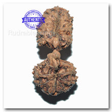 Load image into Gallery viewer, 21 Mukhi Indonesian Gaurishankar Rudraksha - Bead No. 37