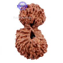 Load image into Gallery viewer, 21 Mukhi Indonesian Gaurishankar Rudraksha - Bead No 79