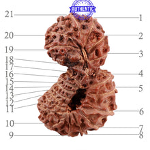 Load image into Gallery viewer, 21 Mukhi Indonesian Gaurishankar Rudraksha - Bead No 79