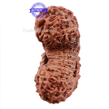 Load image into Gallery viewer, 21 Mukhi Indonesian Gaurishankar Rudraksha - Bead No 79