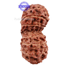 Load image into Gallery viewer, 21 Mukhi Indonesian Gaurishankar Rudraksha - Bead No 79