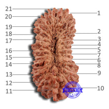 Load image into Gallery viewer, 21 Mukhi Indonesian Rudraksha - Bead No. 129