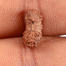 Load image into Gallery viewer, 21 Mukhi Indonesian Rudraksha - Bead No. 129