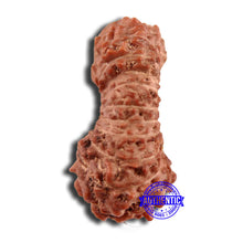 Load image into Gallery viewer, 21 Mukhi Indonesian Rudraksha - Bead No. 129