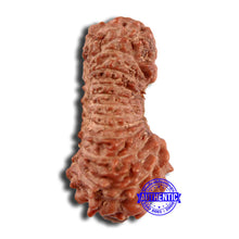 Load image into Gallery viewer, 21 Mukhi Indonesian Rudraksha - Bead No. 129
