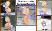 Load image into Gallery viewer, 21 Mukhi Gaurishankar Rudraksha from Indonesia