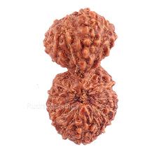 Load image into Gallery viewer, 21 Mukhi Indonesian Gaurishankar Rudraksha - Bead 74