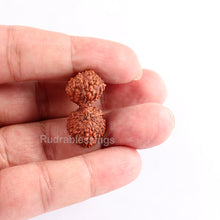Load image into Gallery viewer, 21 Mukhi Indonesian Gaurishankar Rudraksha - Bead 74