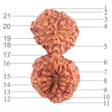 Load image into Gallery viewer, 21 Mukhi Indonesian Gaurishankar Rudraksha - Bead 74