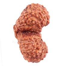 Load image into Gallery viewer, 21 Mukhi Indonesian Gaurishankar Rudraksha - Bead 74