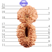 Load image into Gallery viewer, 21 Mukhi Indonesian Gaurishankar Rudraksha - Bead No. 119