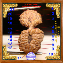 Load image into Gallery viewer, 21 Mukhi Gaurishankar Rudraksha from Indonesia