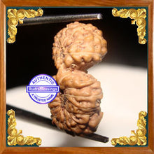 Load image into Gallery viewer, 21 Mukhi Gaurishankar Rudraksha from Indonesia