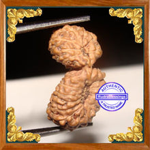 Load image into Gallery viewer, 21 Mukhi Gaurishankar Rudraksha from Indonesia