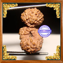 Load image into Gallery viewer, 21 Mukhi Gaurishankar Rudraksha from Indonesia
