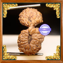 Load image into Gallery viewer, 21 Mukhi Gaurishankar Rudraksha from Indonesia
