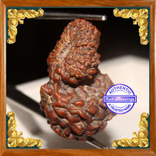 Load image into Gallery viewer, 21 Mukhi Gaurishankar Rudraksha from Indonesia