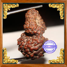 Load image into Gallery viewer, 21 Mukhi Gaurishankar Rudraksha from Indonesia