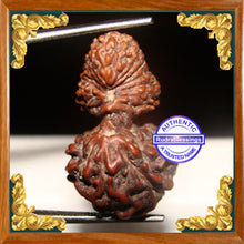 Load image into Gallery viewer, 21 Mukhi Gaurishankar Rudraksha from Indonesia