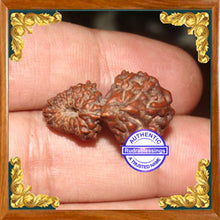 Load image into Gallery viewer, 21 Mukhi Gaurishankar Rudraksha from Indonesia
