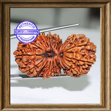 Load image into Gallery viewer, 21 Mukhi Gaurishankar Rudraksha from Nepal