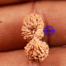 Load image into Gallery viewer, 21 Mukhi Indonesian Gaurishankar Rudraksha - Bead No. 119