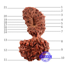 Load image into Gallery viewer, 21 Mukhi Indonesian Gaurishankar Rudraksha - Bead No. 121